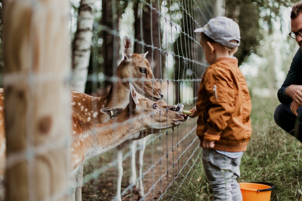 Boy feeding deer at the zoo while father is looking on