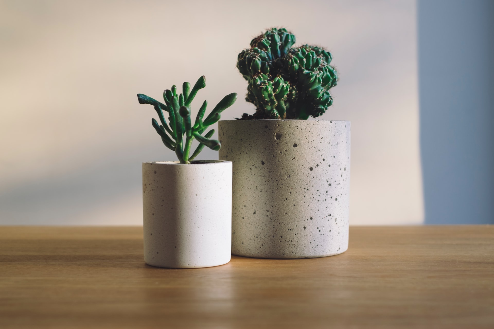 Two plants in cement pots,  placed on a table